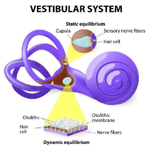 vastibular system